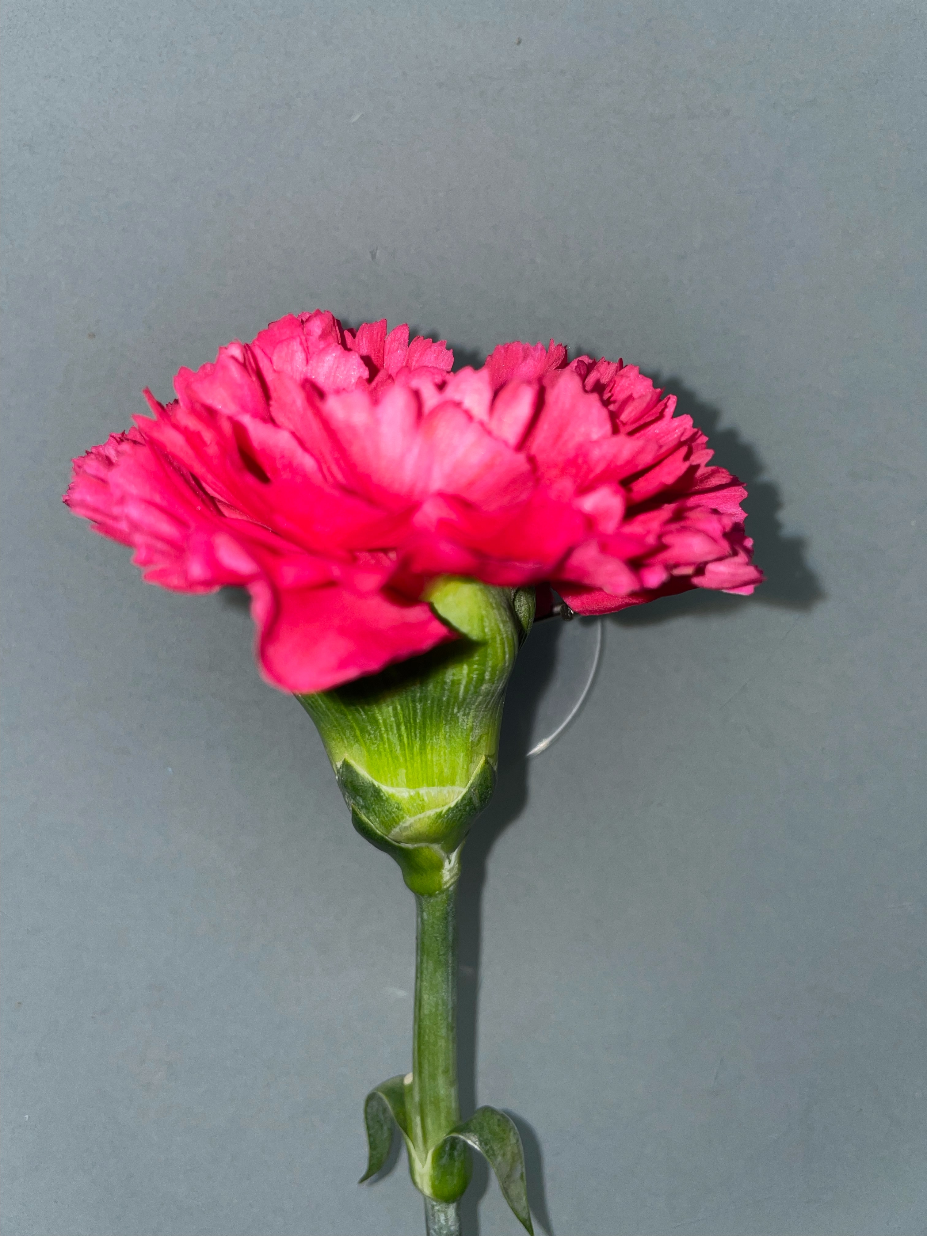 Hot Pink Carnation